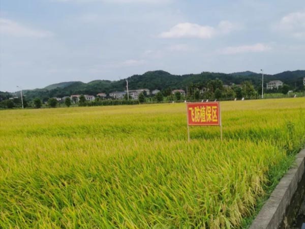 無人機植保